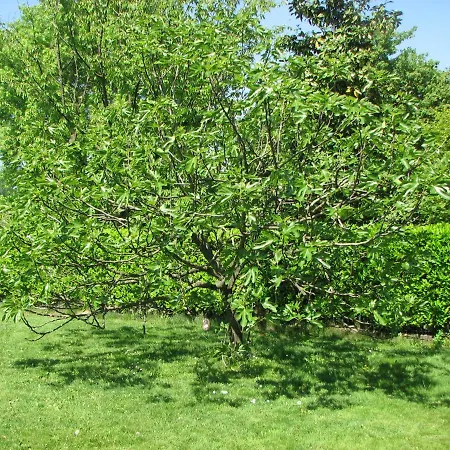 Il Glicine Di * Basiglio