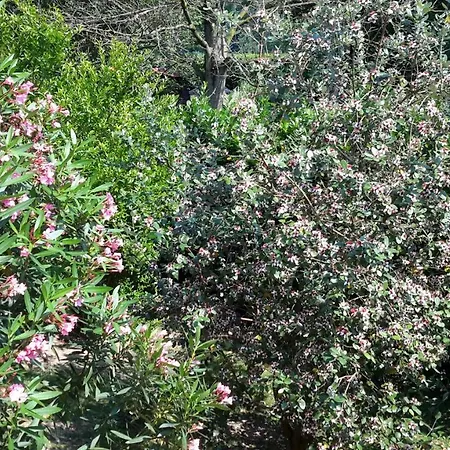 Il Glicine Di Bed & Breakfast