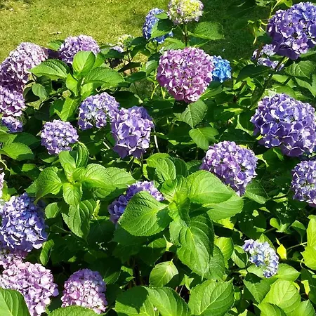 לינה וארוחת בוקר Il Glicine Di באזיליו