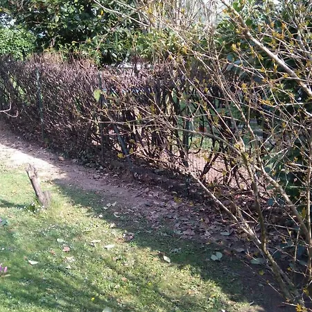 Il Glicine Di Basiglio