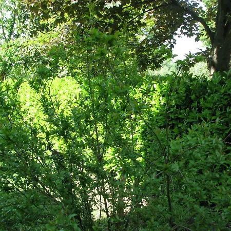 Il Glicine Di * Basiglio